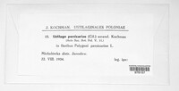 Ustilago persicariae image